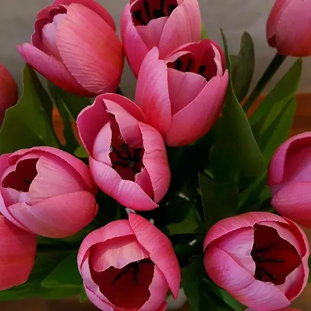 Arena Relax * Bělehrad